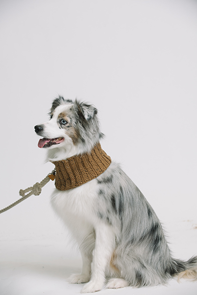 adventure dog cowl