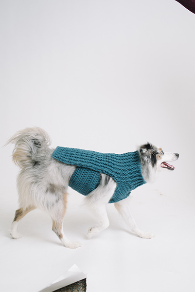 Bleu Dog Sweater - I Like Crochet