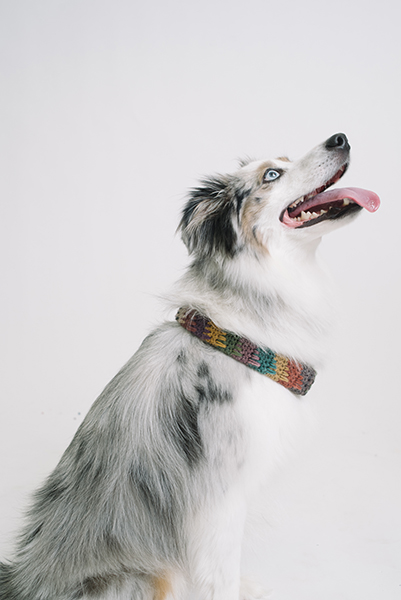 The fhdc stitch can be used to make a fashion statement for your furry friend!