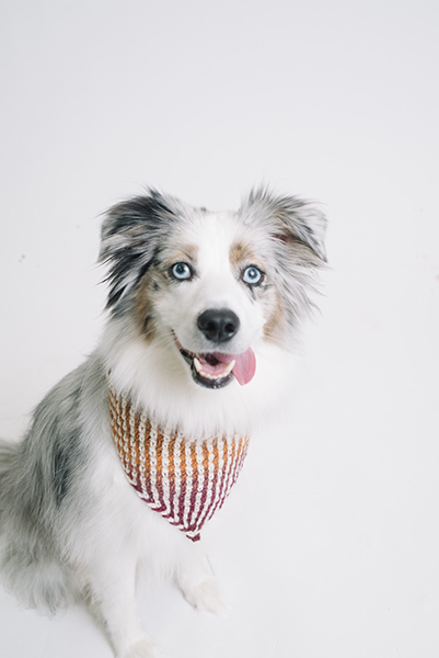 mountain dog bandana