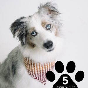 dog collection